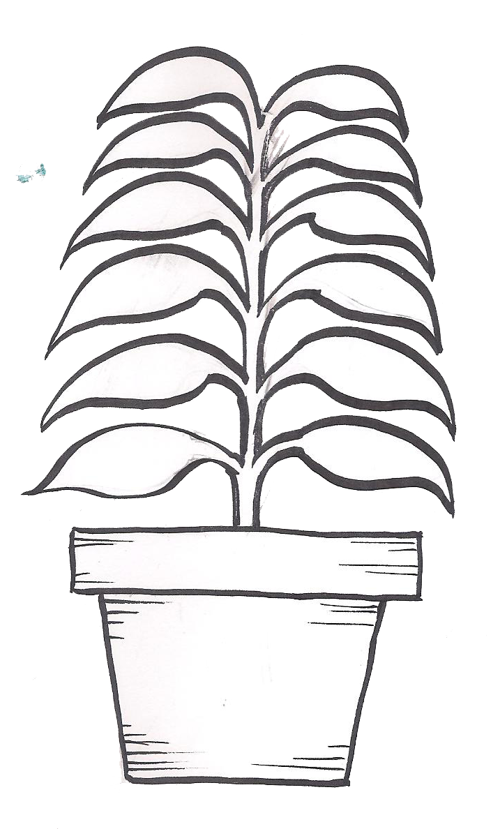 plant with 12 leaves